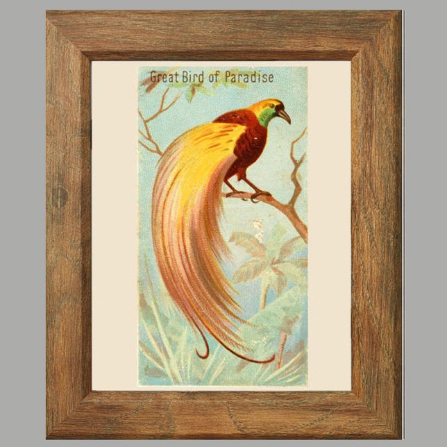 Bird of Paradise,Gallery Wall Set of 6, 4/6 Poster (Creator Uploaded)