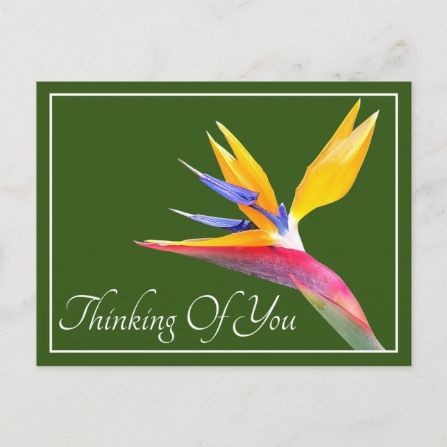 Bird Of Paradise Green Background Thinking Of You Postcard (Front)