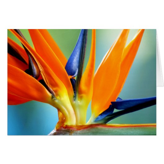 Bird of Paradise II-up close (Front Horizontal)