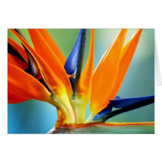Bird of Paradise II-up close Cards