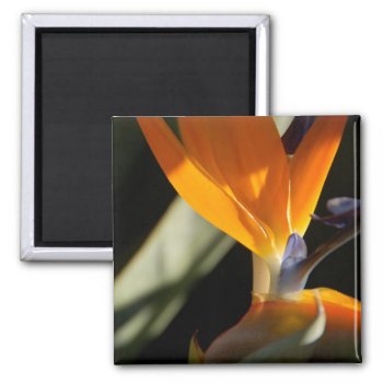 Bird Of Paradise Magnet by pulsDesign at Zazzle