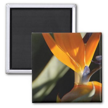 Bird-of-paradise Magnet by pulsDesign at Zazzle