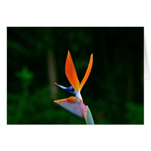 Bird of Paradise, Maui Cards (Front Horizontal)