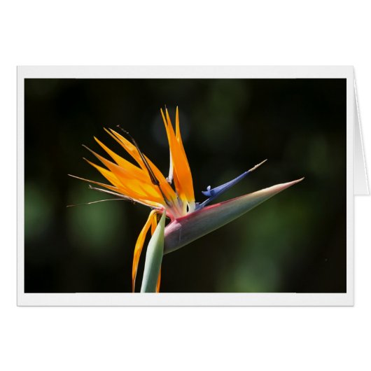 Bird of Paradise - Maui Hawaii (Front Horizontal)