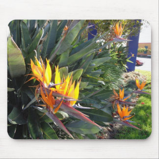 Bird of Paradise Mouse Pad