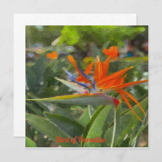 Bird of Paradise Oil Painting   Note Card (Front/Back)