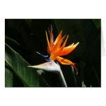 Bird of Paradise Orange Tropical Flower