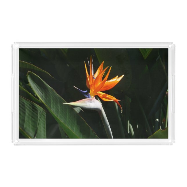 Bird of Paradise Orange Tropical Flower Acrylic Tray (Front)