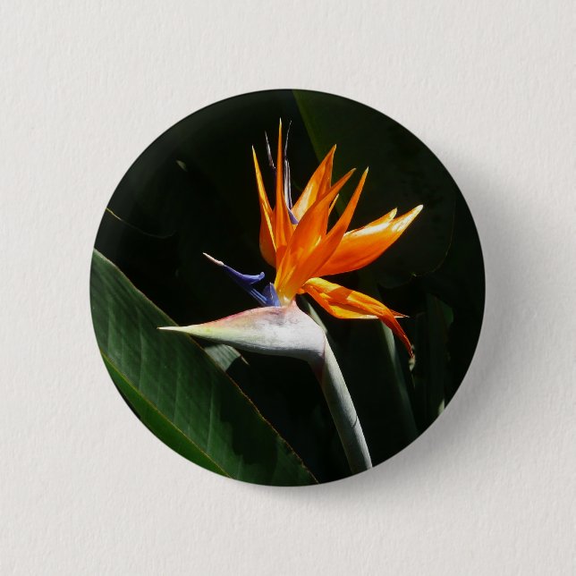 Bird of Paradise Orange Tropical Flower Button (Front)