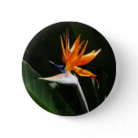 Bird of Paradise Orange Tropical Flower Button