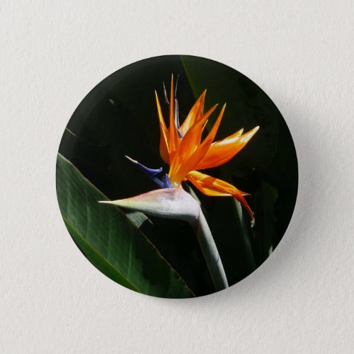 Bird of Paradise Orange Tropical Flower Button