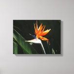 Bird of Paradise Orange Tropical Flower Canvas Print