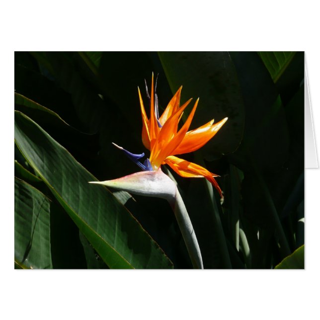 Bird of Paradise Orange Tropical Flower Card (Front Horizontal)