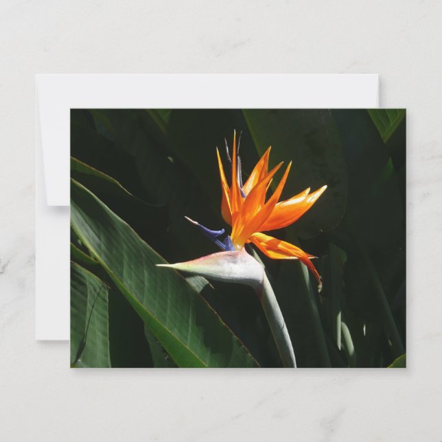 Bird of Paradise Orange Tropical Flower Card (Front)