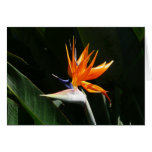 Bird of Paradise Orange Tropical Flower Cards