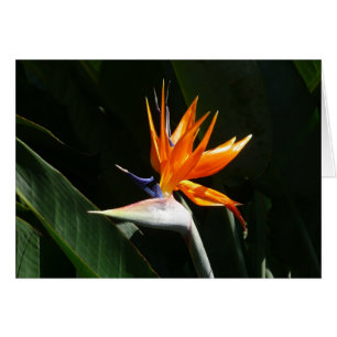 Bird of Paradise Orange Tropical Flower Cards