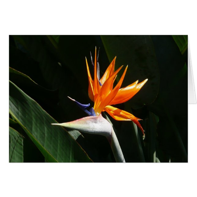 Bird of Paradise Orange Tropical Flower Cards (Front Horizontal)