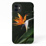 Bird of Paradise Orange Tropical Flower iPhone 11 Case