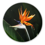 Bird of Paradise Orange Tropical Flower Ceramic Knob