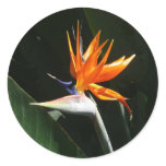 Bird of Paradise Orange Tropical Flower Classic Round Sticker