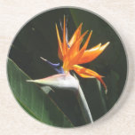 Bird of Paradise Orange Tropical Flower Coaster