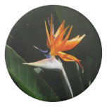 Bird of Paradise Orange Tropical Flower Eraser