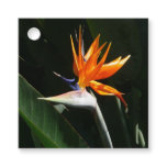 Bird of Paradise Orange Tropical Flower Favor Tags