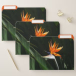 Bird of Paradise Orange Tropical Flower File Folder