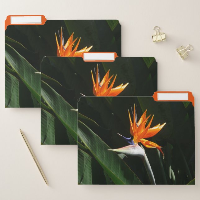 Bird of Paradise Orange Tropical Flower File Folder (Set)