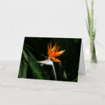 Bird of Paradise Orange Tropical Flower Foil Greeting Card