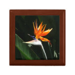Bird of Paradise Orange Tropical Flower Gift Box