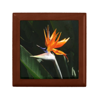 Bird of Paradise Orange Tropical Flower Gift Box
