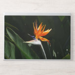 Bird of Paradise Orange Tropical Flower HP Laptop Skin