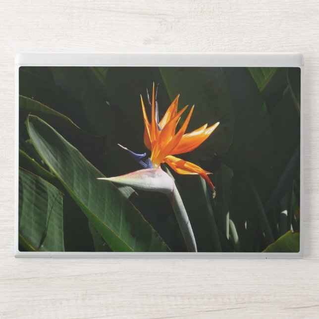 Bird of Paradise Orange Tropical Flower HP Laptop Skin (Front)