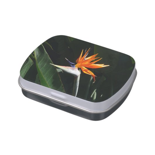 Bird of Paradise Orange Tropical Flower Jelly Belly Tin (Side)