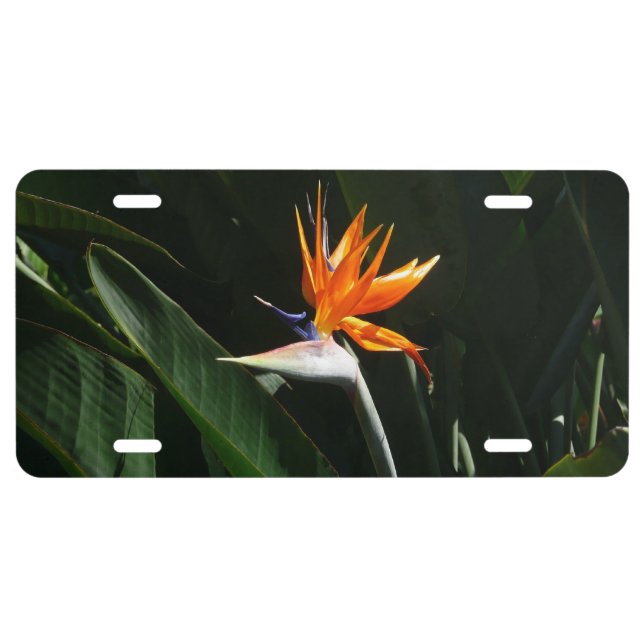 Bird of Paradise Orange Tropical Flower License Plate (Front)