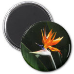 Bird of Paradise Orange Tropical Flower Magnet