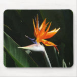 Bird of Paradise Orange Tropical Flower Mouse Pad
