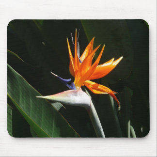 Bird of Paradise Orange Tropical Flower Mouse Pad