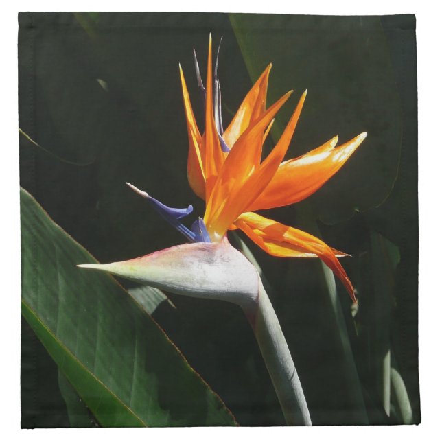 Bird of Paradise Orange Tropical Flower Napkin (Front)