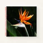 Bird of Paradise Orange Tropical Flower Notebook