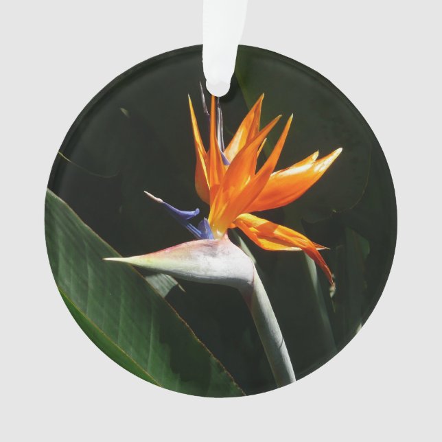 Bird of Paradise Orange Tropical Flower Ornament (Front)