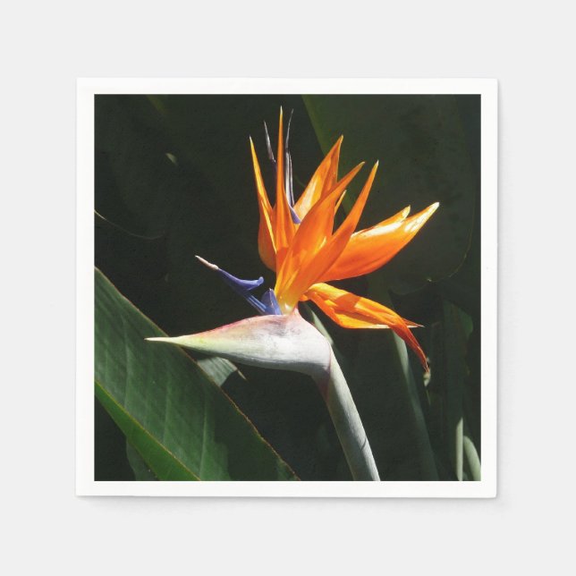 Bird of Paradise Orange Tropical Flower Paper Napkins (Front)