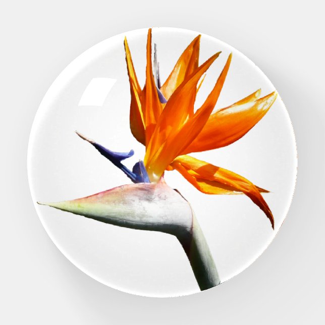 Bird of Paradise Orange Tropical Flower Paperweight (Front)