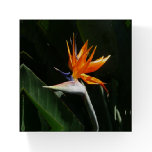 Bird of Paradise Orange Tropical Flower Paperweight