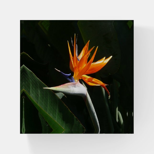 Bird of Paradise Orange Tropical Flower Paperweight (Front)