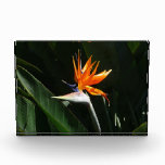 Bird of Paradise Orange Tropical Flower Photo Block