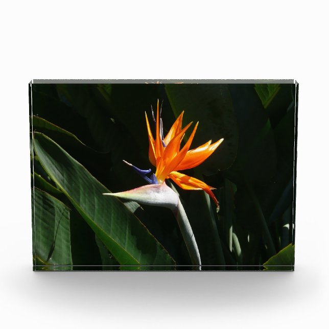 Bird of Paradise Orange Tropical Flower Photo Block (Front)