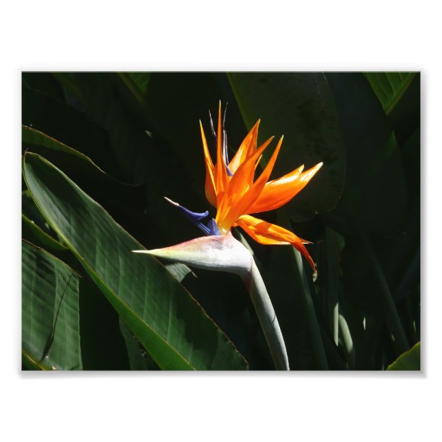 Bird of Paradise Orange Tropical Flower Photo Print (Front)