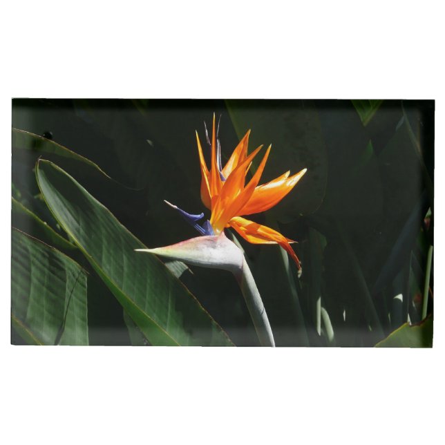 Bird of Paradise Orange Tropical Flower Place Card Holder (Front)